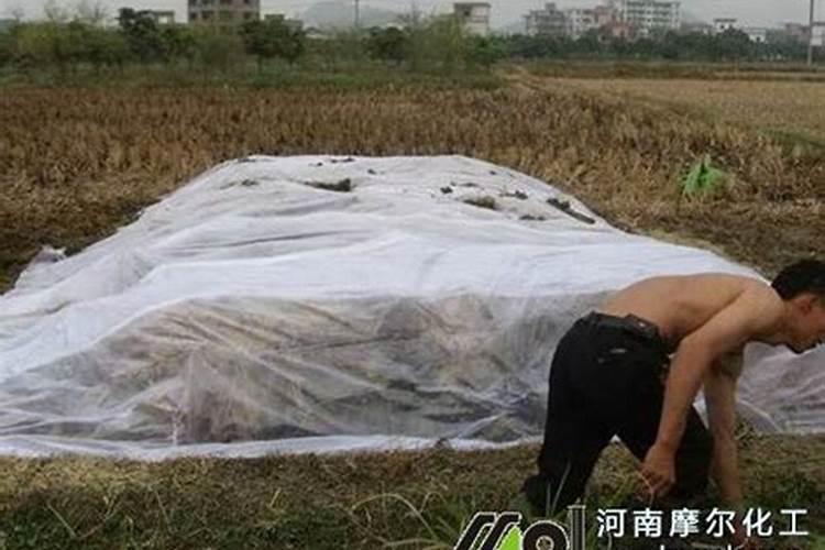求:种高粱施多少肥？什么肥？