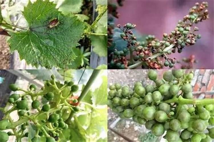 大棚茄子为什么裂果？裂果达到40%,太多了,那位大哥有高招,？