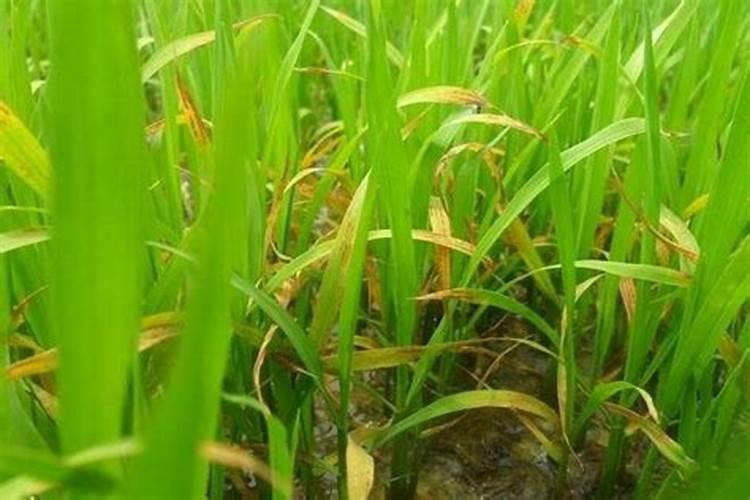 水稻栽培前期施肥如何实施？
