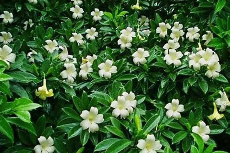 茉莉开花后施肥有哪些注意事项？