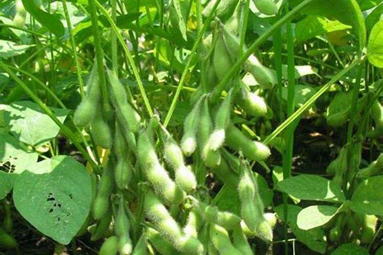 大豆黄叶病用什么药效果好