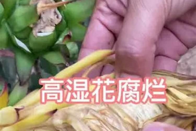 火龙果多久施肥 火龙果需要定期施肥吗？