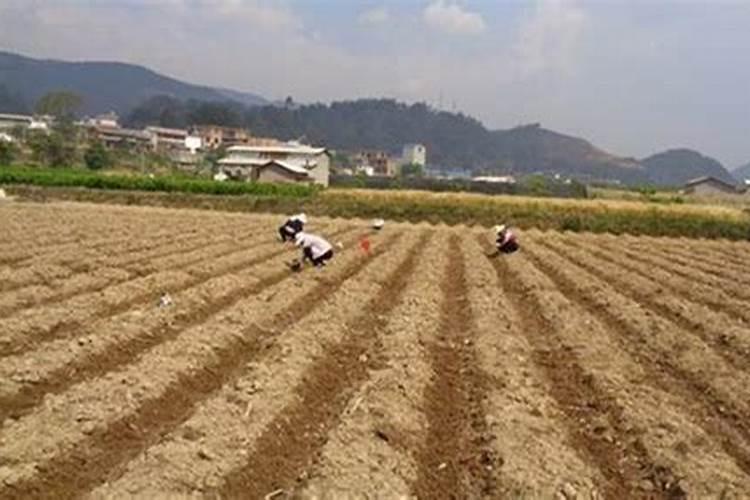尿素、硫酸钾和钙镁磷肥可不可一起混合使用？
