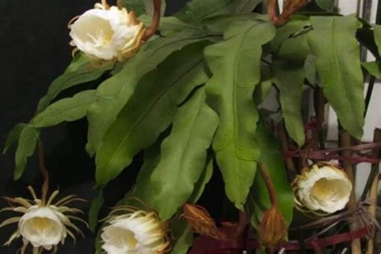 昙花用什么肥好