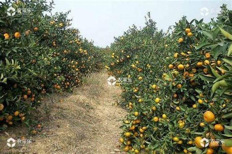 柑橘开花的时候该选用什么肥料