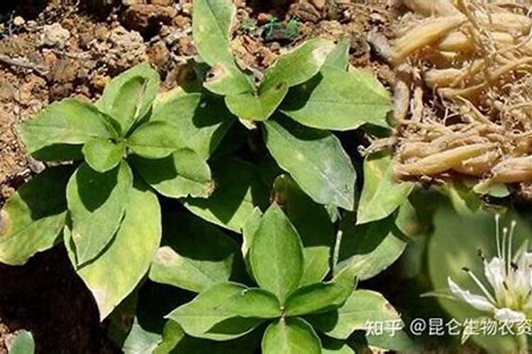 太子参出现发黄卷叶怎么处理