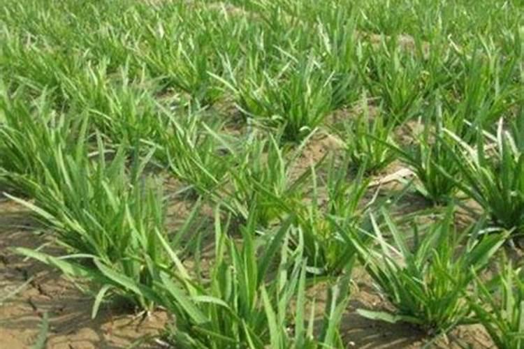 韭菜用什么肥料长得旺 附韭菜的种植方法