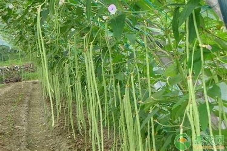 豆角能用硝硫基肥料吗？迫肥用养份含量多少适合。
