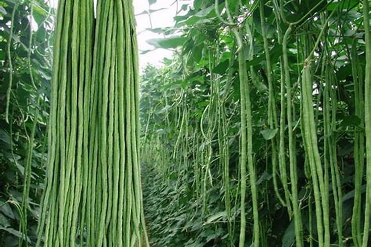 磷酸二氢钾作为植物叶面肥的作用和效果