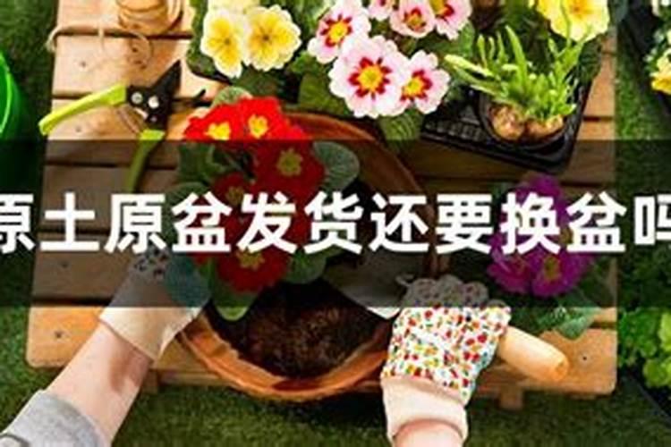 养花不换土加肥行吗
