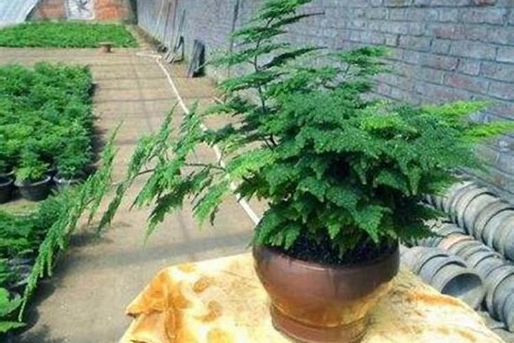 发财树文竹…花开满树,果子压弯枝,竟然这么容易!