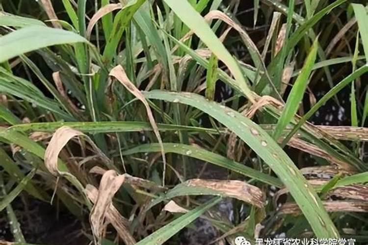 水稻稻瘟病怎么办 防治方法有什么
