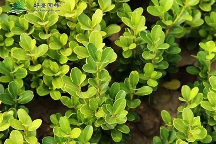 瓜子黄杨的养殖方法和注意事项