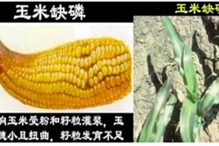 高磷肥料对玉米有什么危害？