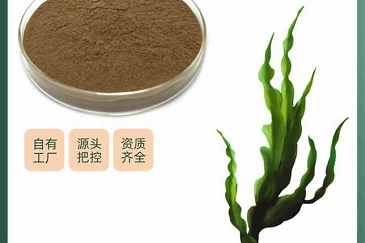 海藻肥是怎么回事？效果怎么样？谢谢