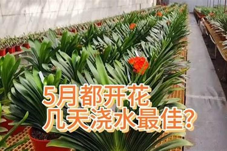 君子兰怎么养才能开花