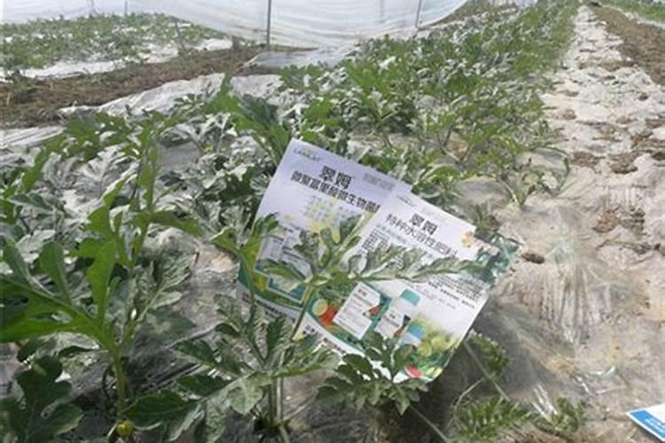 种植西瓜用什么肥料最佳