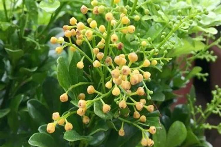 米兰移栽后多久施肥