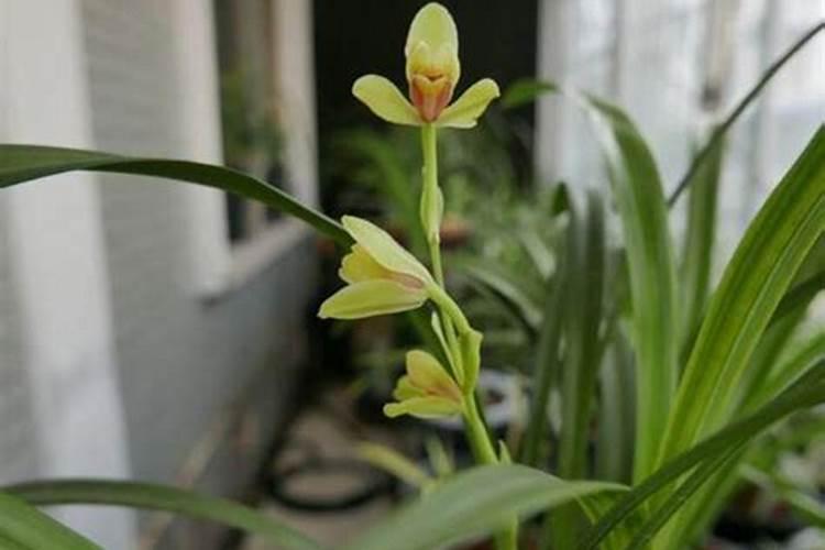 兰花怎么上肥料？