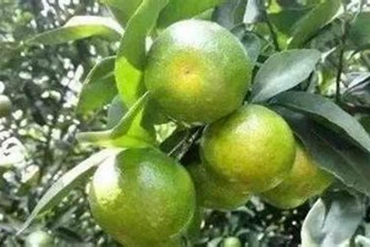 桃子果面凹陷还木栓化是什么原因？