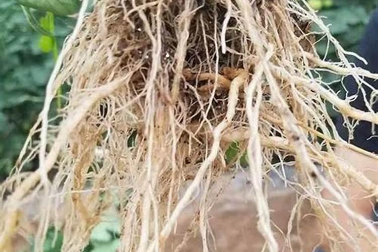 芍药施肥时间和方法,芍药喜欢什么肥料