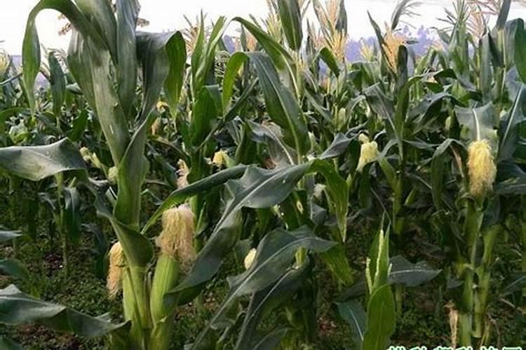 玉米底肥一次性施肥 氮磷钾 各用多少？
