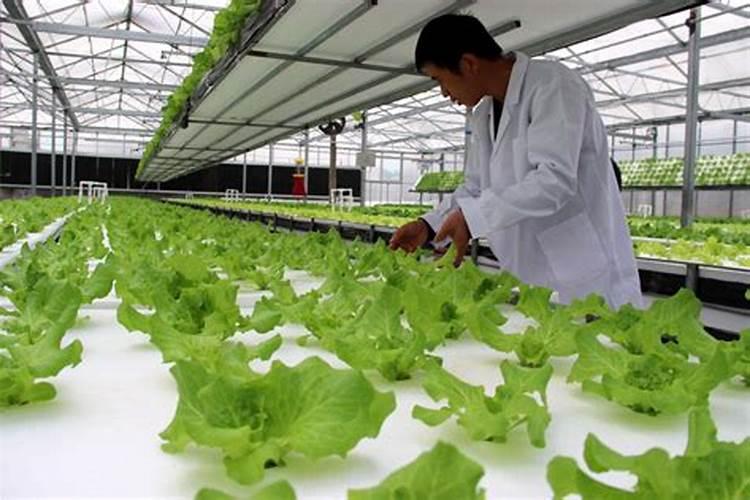 葡萄苗期用什么肥料好