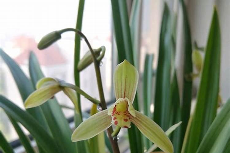 兰花最怕施什么肥？