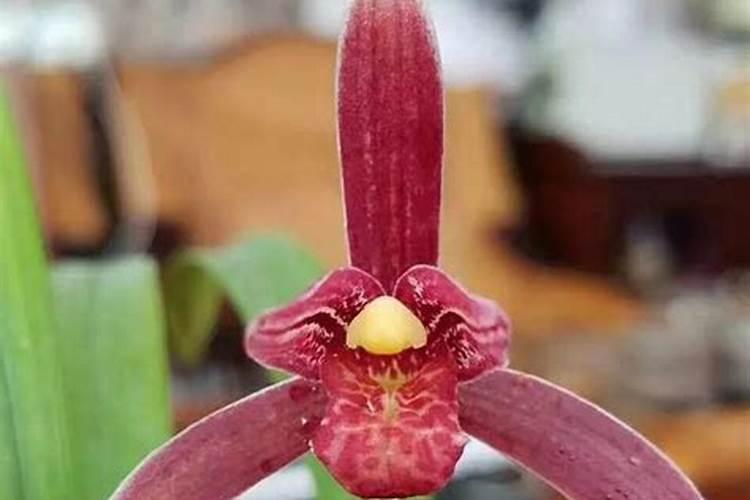 兰花多剑王在兰花哪个时期喷最好？