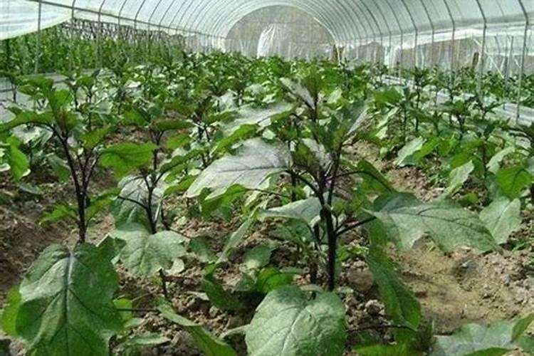 种植茄子用什么化肥好