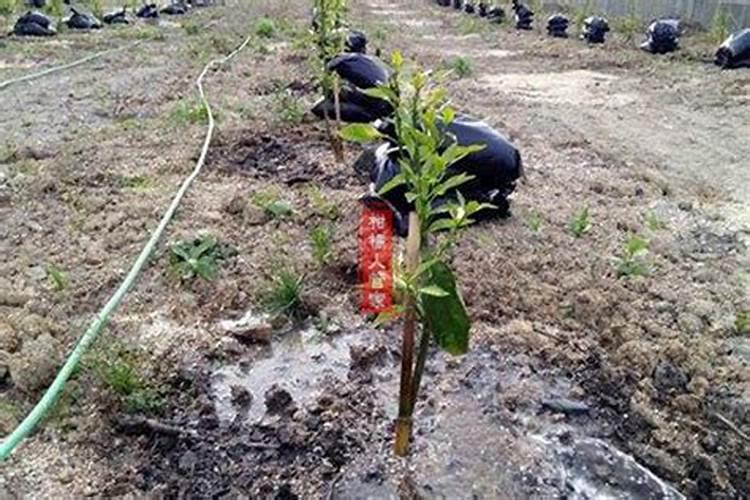 柑橘树怎样施复合肥 使用方法及注意事项