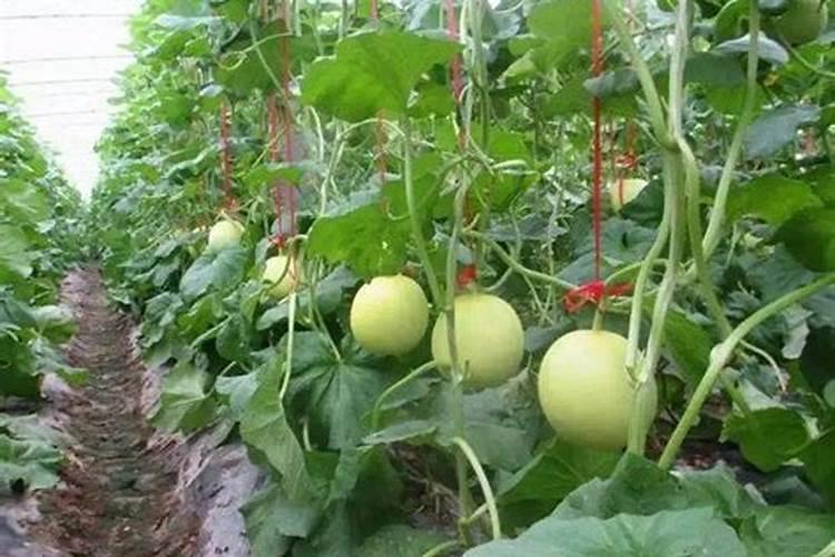 种植辣椒的专用肥料。要高产。用什么配比什么类的好