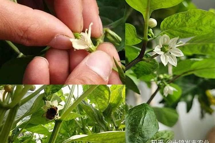 辣椒喷什么叶面肥结果多