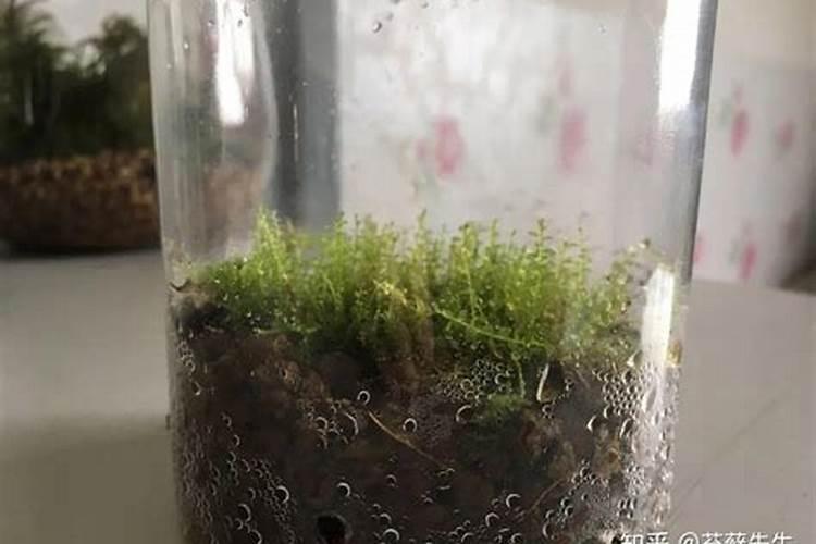 螃蟹塘里出现青苔怎么处理？该如何预防？