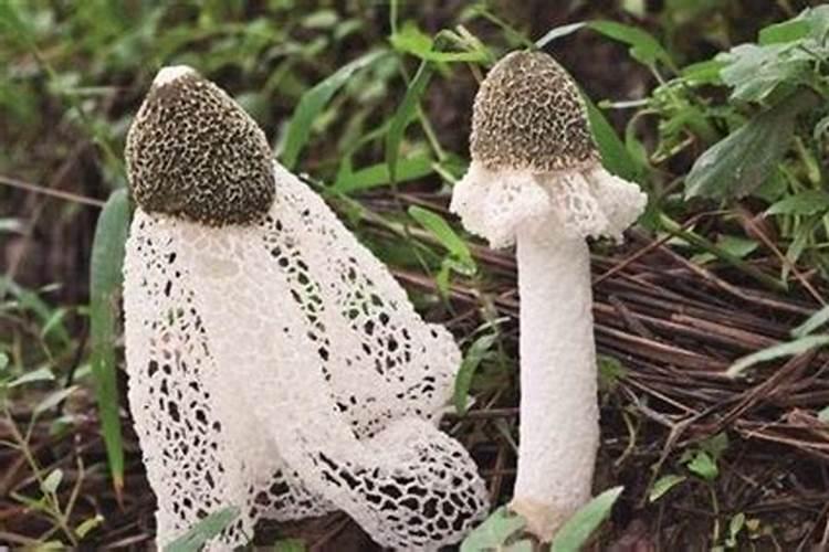 磷酸二氢钾怎么使用效果最佳