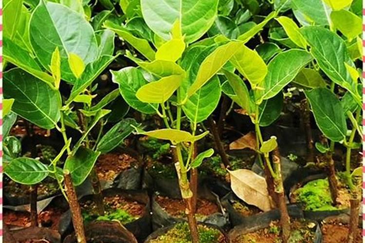 菠萝蜜树施什么肥最好