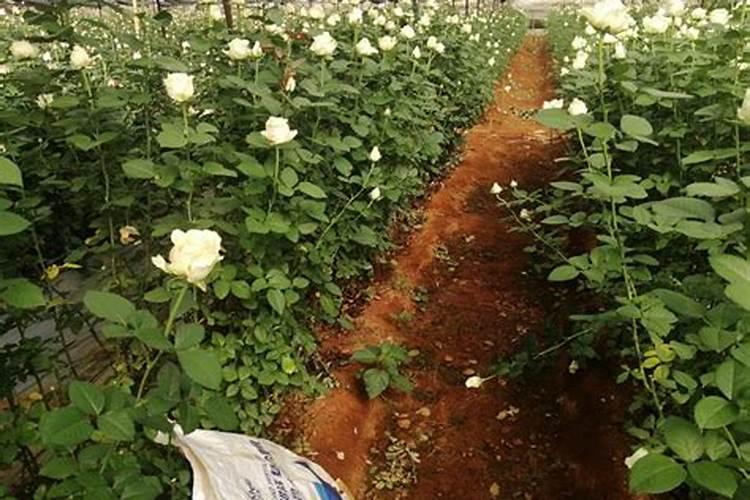 水稻孕穗期施肥用什么肥料