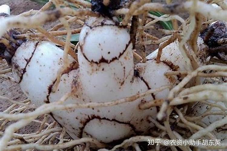 白芨种植技术用什么肥料