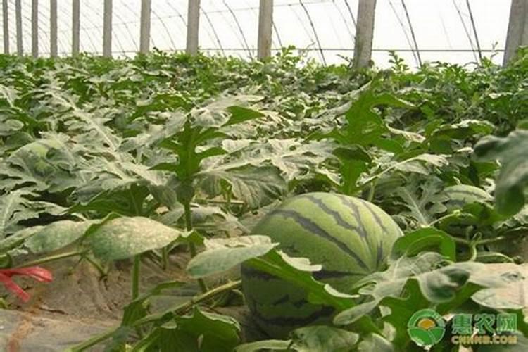 大棚西瓜用的冲施肥是多少次性投入还是一次性投入？