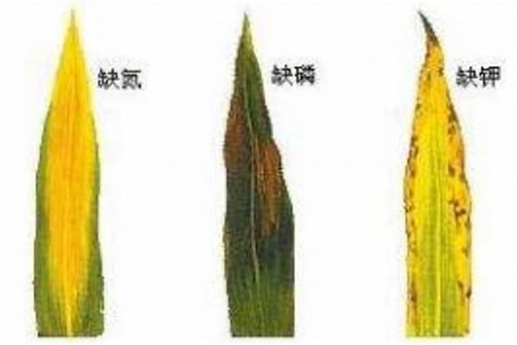 怎么给植物补钾效果好？