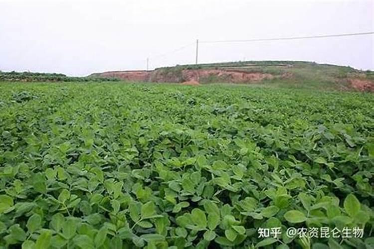 大蒜叶面肥喷什么肥最好