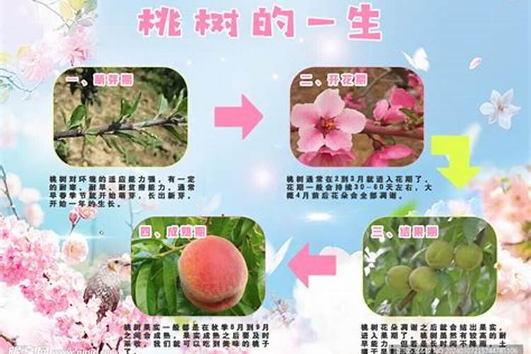 温室桃树落花后施几次肥‘/