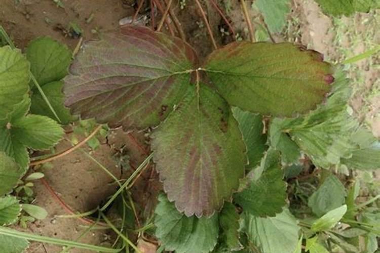 草莓种植钾肥过高的坏处？怎么调？