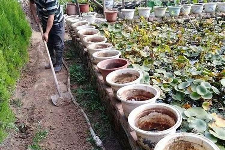 花生底肥用什么肥料好
