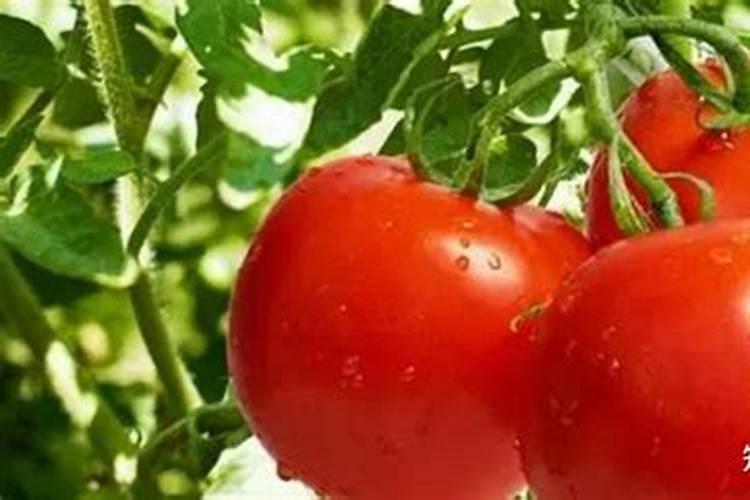 豆科植物的根部为什么会长瘤子？