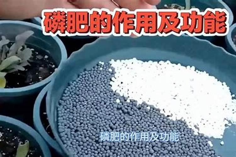 磷肥对植物的作用