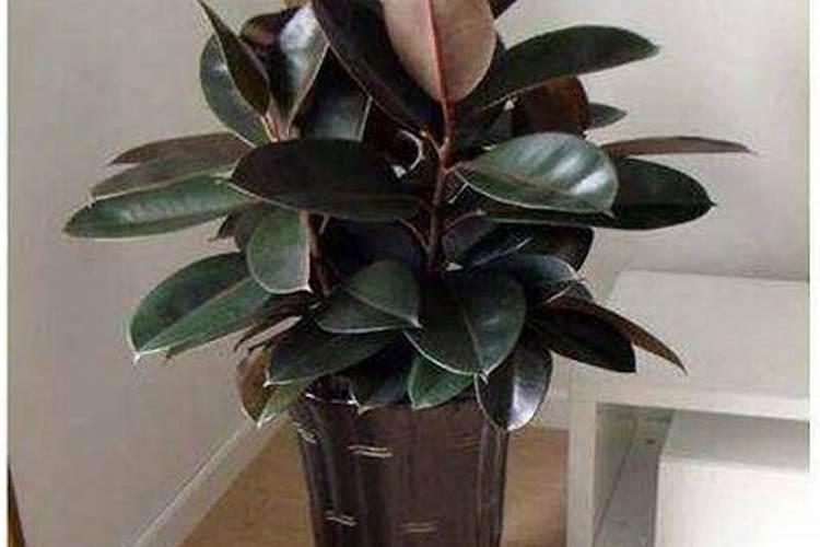 观叶植物施什么肥最好 适合用什么肥料