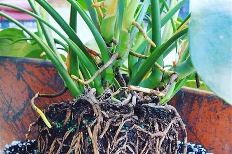 观叶植物如何施肥