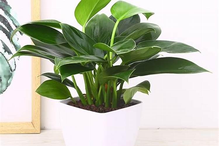 观叶植物如何施肥？