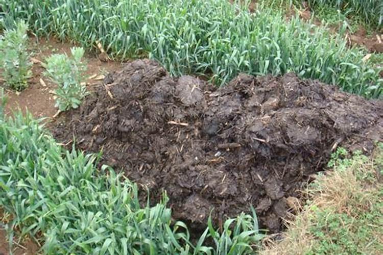 发酵农家肥可以直接作为植料吗？发酵农家肥可作植料？